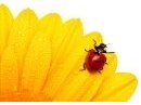 Fotolia_3556030_XS_kaefer_130_2.jpg